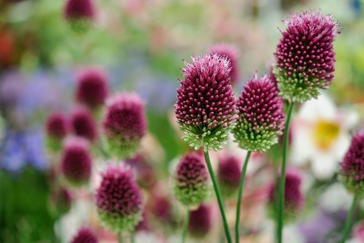 Allium sphaerocephalon Allium sphaerocephalon gardenersworldcom