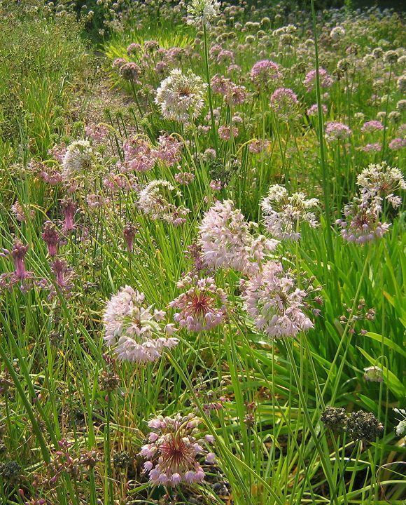 Allium stellatum Alliumstellatum