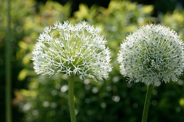 Allium stipitatum Buy allium Allium stipitatum 39Mount Everest39 Delivery by Crocus