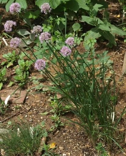 Allium strictum Allium strictum