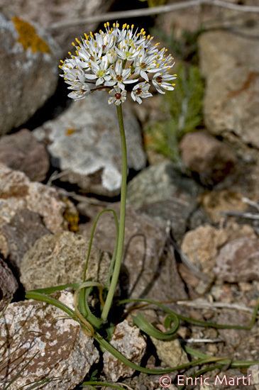 Allium subvillosum Liliaceae Allium subvillosum Flores Silvestres del Mediterrneo