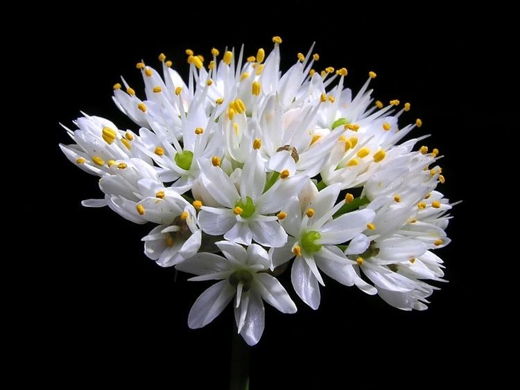 Allium subvillosum Flora Vascular Toda la informacin detallada sobre la Flora