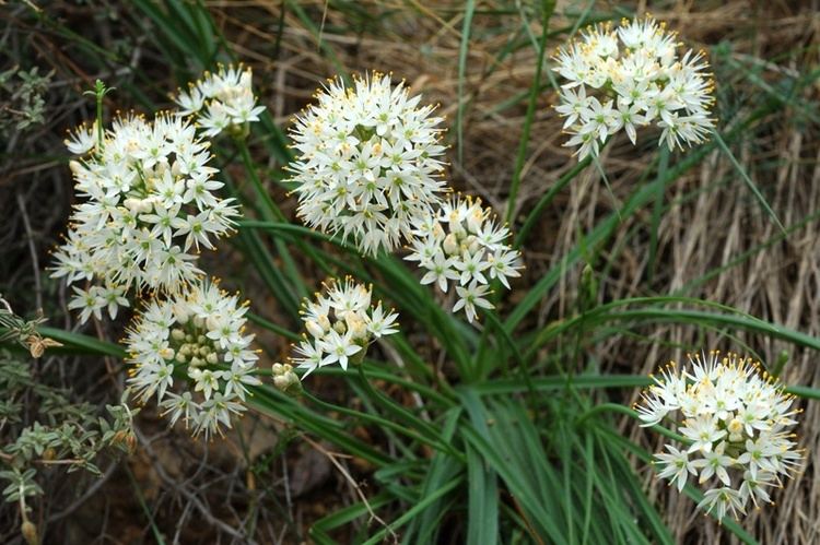 Allium subvillosum Flora Vascular Toda la informacin detallada sobre la Flora