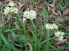 Allium subvillosum httpsuploadwikimediaorgwikipediacommonsthu