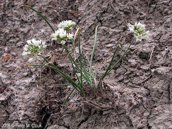 Allium textile wwwminnesotawildflowersinfoudatar9ndp23qpdal