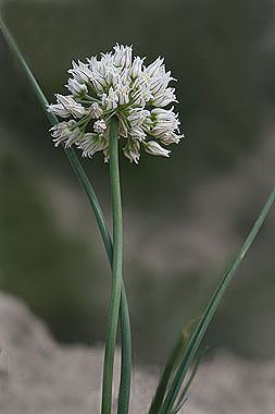 Allium textile Allium textile Colorado Wildflowers