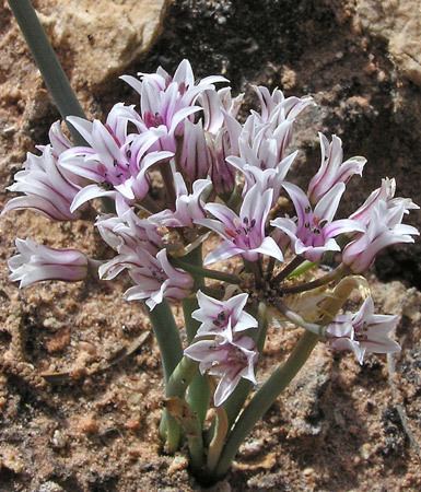 Allium textile Southwest Colorado Wildflowers Allium