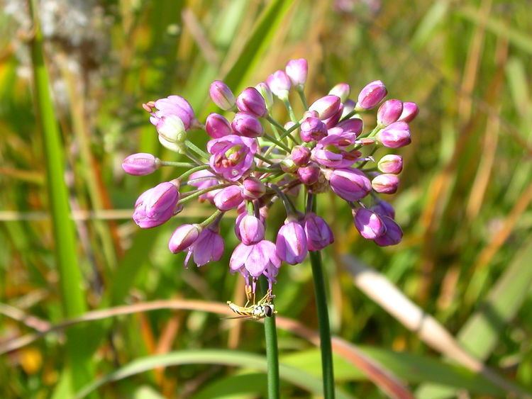 Allium thunbergii httpsuploadwikimediaorgwikipediacommons44