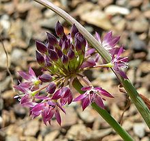 Allium tuolumnense httpsuploadwikimediaorgwikipediacommonsthu