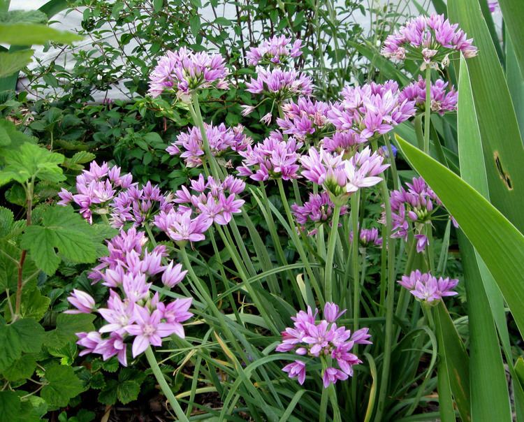 Allium unifolium DryStoneGarden allium unifolium