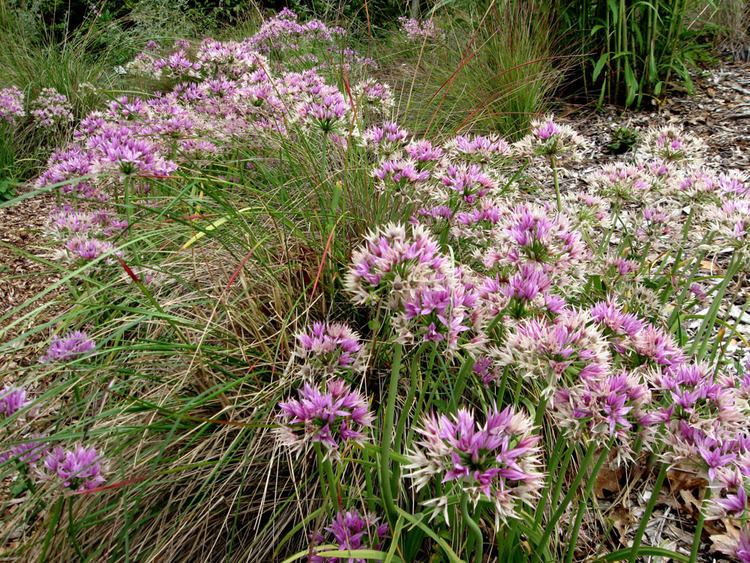 Allium unifolium DryStoneGarden Blog Archive Allium Unifolium