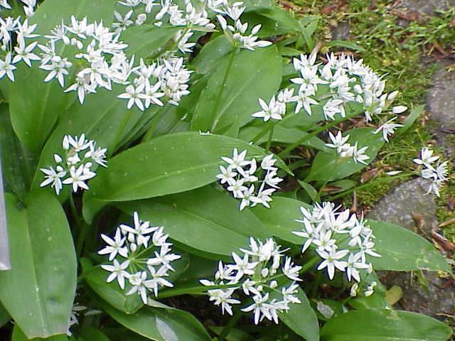 Allium ursinum httpsuploadwikimediaorgwikipediacommons88