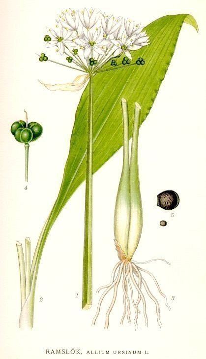 Allium ursinum Ramsons Wild Garlic Allium ursinum