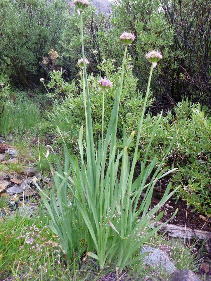 Allium validum wwwamericansouthwestnetplantsphotographs700al