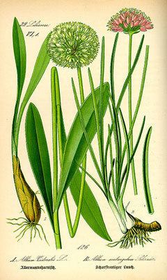 Allium victorialis Allium victorialis Alpine Leek Victory onion PFAF Plant Database