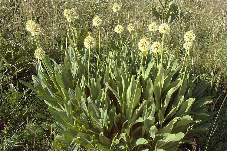 Allium victorialis CalPhotos Allium victorialis Alpine Leek