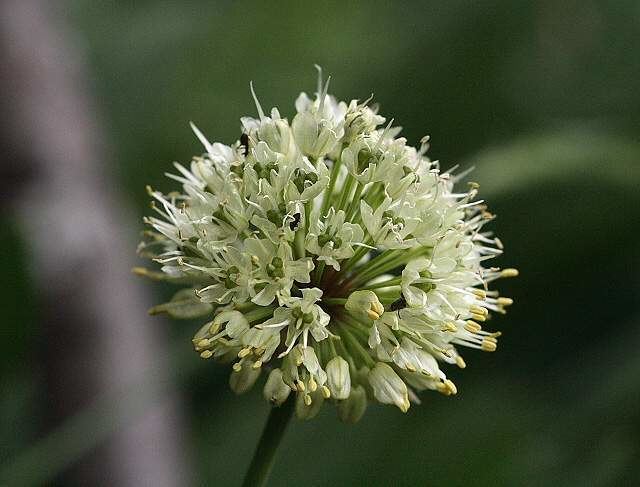 Allium victorialis luirigaltervistaorgcpmalbumsbot025002alliu