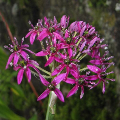 Allium wallichii ALLIUM WALLICHII SEEDS Himalaya Onion Jimbur