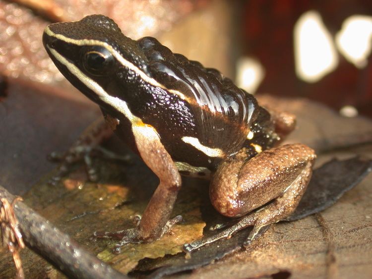 Allobates femoralis Poison Frog Transporting Tadpoles Newsdesk