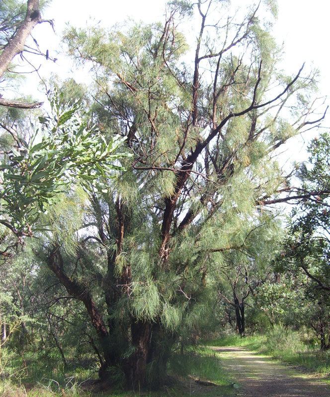 Allocasuarina fraseriana Allocasuarina fraserianaFriends of Queens Park Bushland Friends of