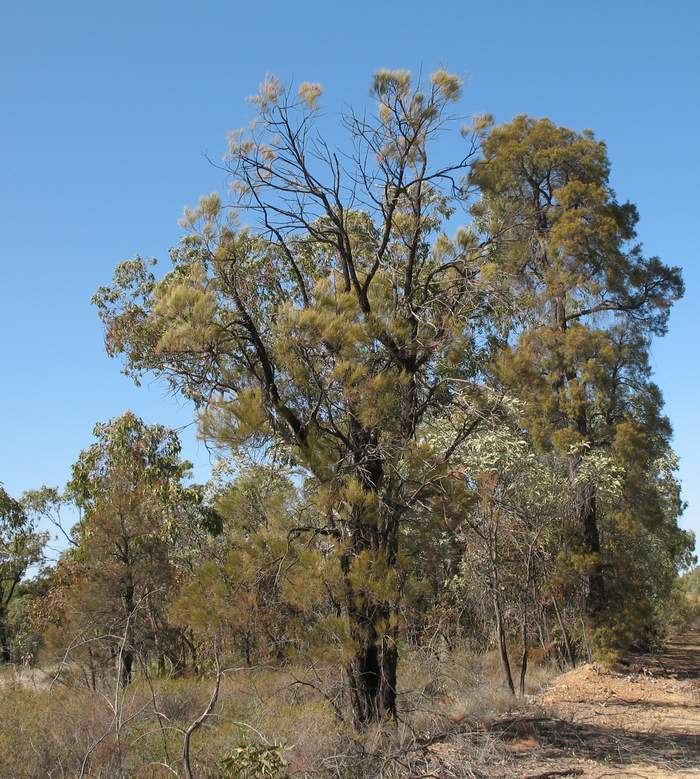 Allocasuarina inophloia Hairy Oak