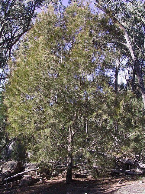 Allocasuarina littoralis Allocasuarina littoralis Black She Oak Blerick Trees Buy Online