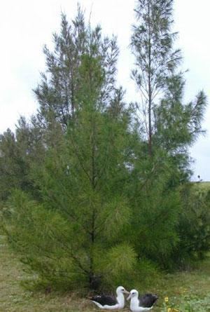 Allocasuarina torulosa Allocasuarina Torulosa Forest She Oak Blerick Trees Buy Online