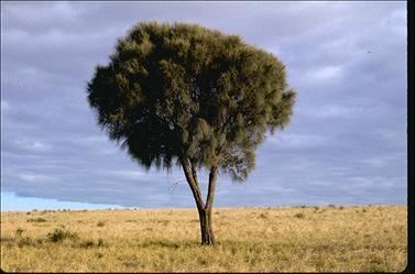 Allocasuarina verticillata Allocasuarina verticillata 8181325126120832jpg