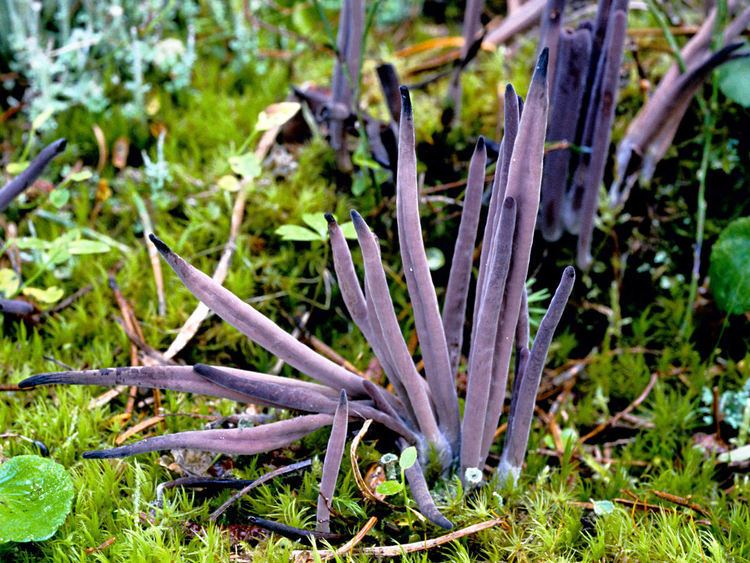 Alloclavaria purpurea Purple club coral Alloclavaria purpurea Biodiversity of the