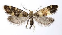 Alloclemensia mesospilella httpsuploadwikimediaorgwikipediacommonsthu