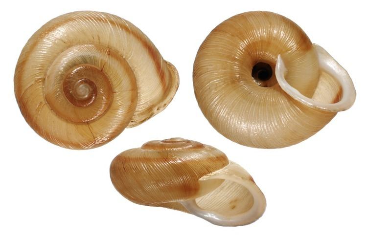 Allogona Mollusks Carnegie Museum of Natural History