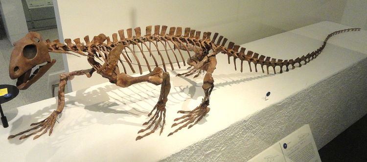 Allokotosauria