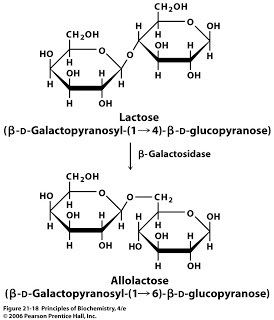 Allolactose Sandwalk The Lactose Paradox