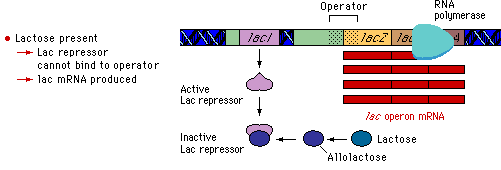 Allolactose Pearson The Biology Place