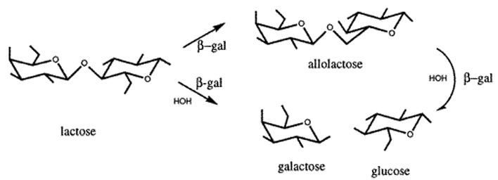 Allolactose BIL 250 Lecture 11