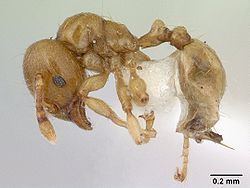 Allomerus decemarticulatus httpsuploadwikimediaorgwikipediacommonsthu