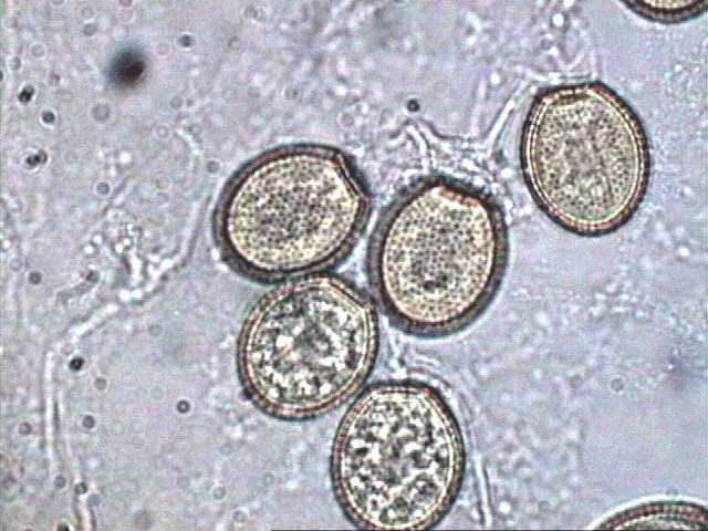 Allomyces Allomyces arbusculus Aquatic fungus