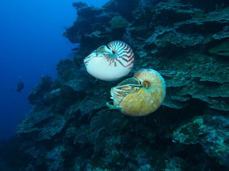 Allonautilus Rare nautilus sighted for the first time in three decades UW Today