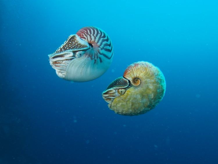 Allonautilus Rare nautilus sighted for the first time in three decades UW Today