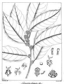 Allophylus zeylanicus httpsuploadwikimediaorgwikipediacommonsthu