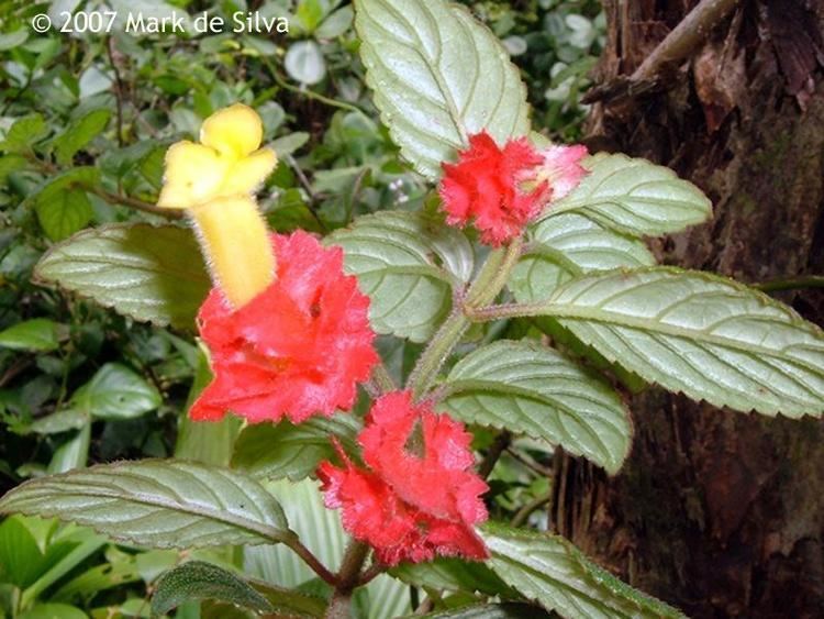 Alloplectus Plants of the Eastern Caribbean Image of Alloplectus cristatus