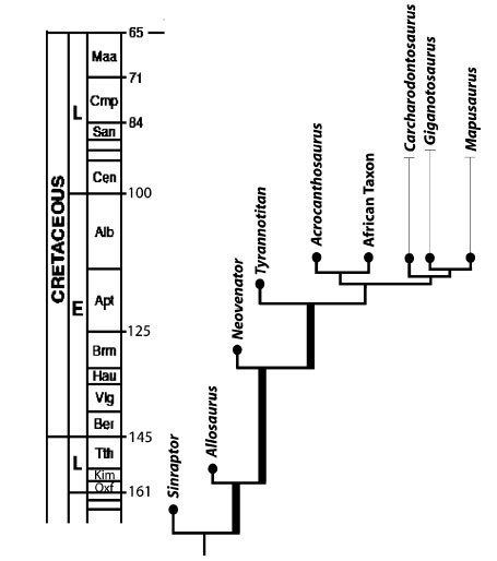 Allosauroidea Phylogeny of Allosauroidea Dinosauria Theropoda comparative