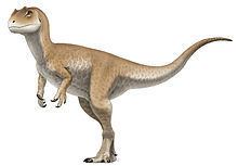 Allosaurus httpsuploadwikimediaorgwikipediacommonsthu