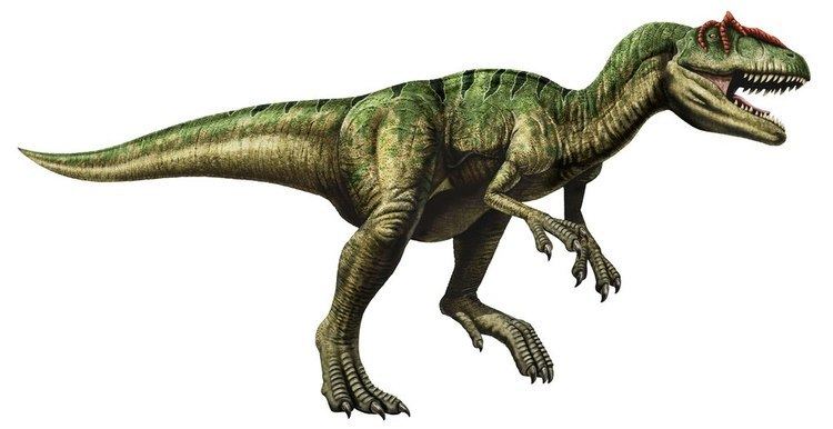Allosaurus Allosaurus Facts About the 39Different Lizard39