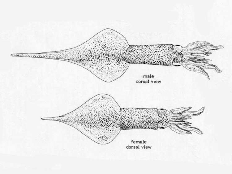 Alloteuthis subulata MarLIN The Marine Life Information Network