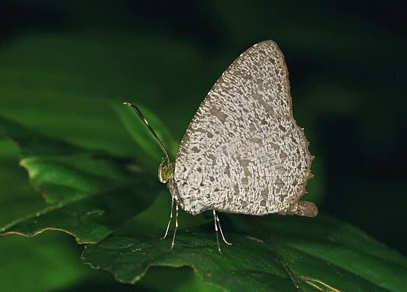 Allotinus Butterflies of Malaysia Allotinus horsfieldi