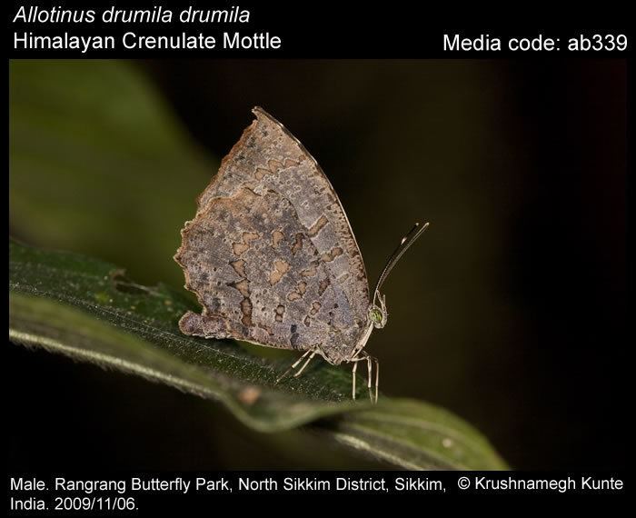 Allotinus Allotinus drumila Crenulate Mottle Butterflies of India