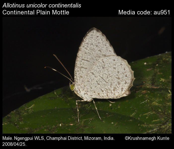 Allotinus Allotinus unicolor Plain Mottle Butterflies of India