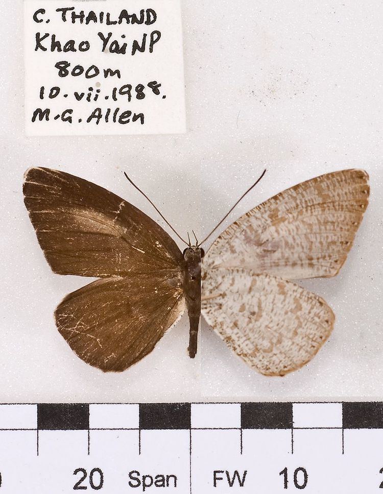 Allotinus sarrastes
