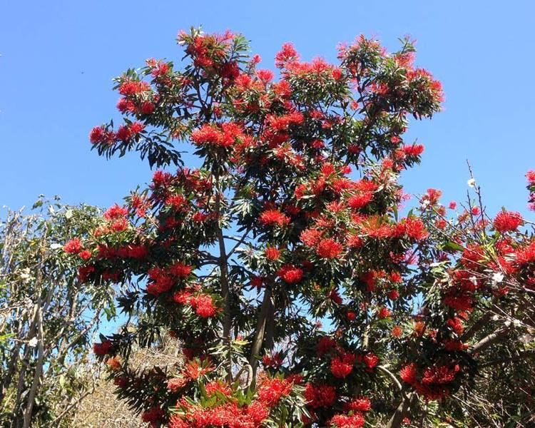 Alloxylon flammeum GardensOnline Alloxylon flammeum